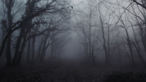 Running-scared-among-leafless-trees-in-foggy-day