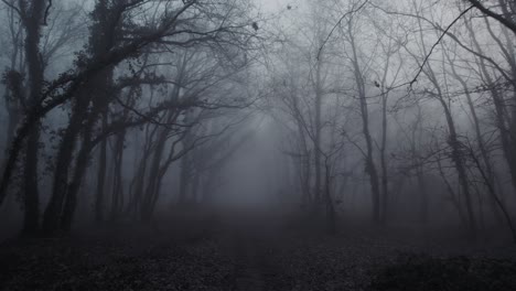 running scared among leafless trees in foggy day