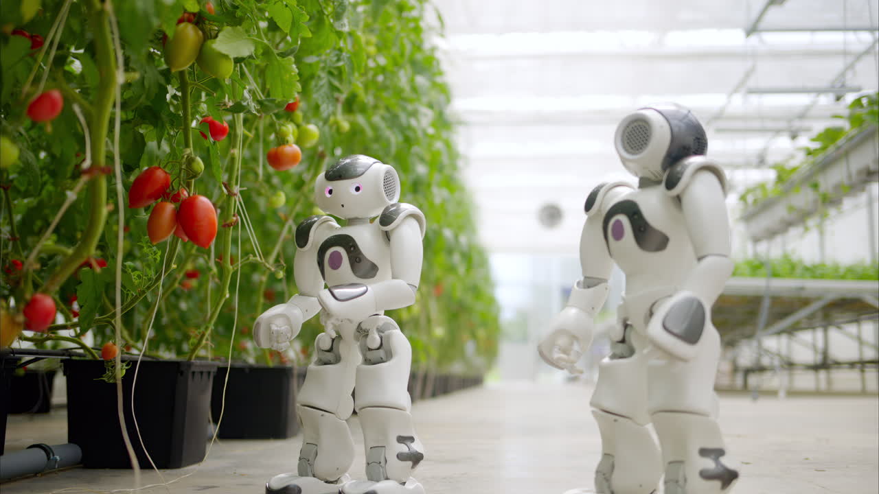 Two humanoid robots standing near rows of tomatoes in a greenhouse farm
