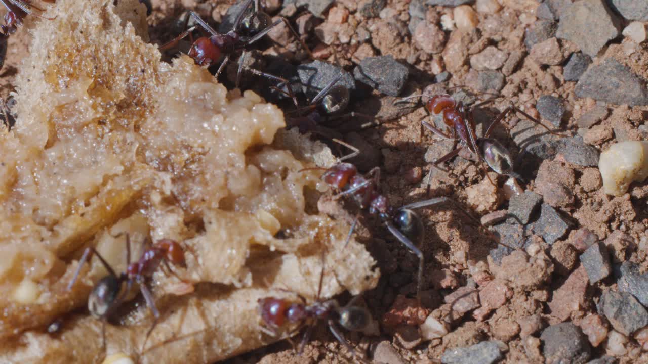 Bull ants gather and feed on food scrap atop gravelly dirt under bright natural sunlight
