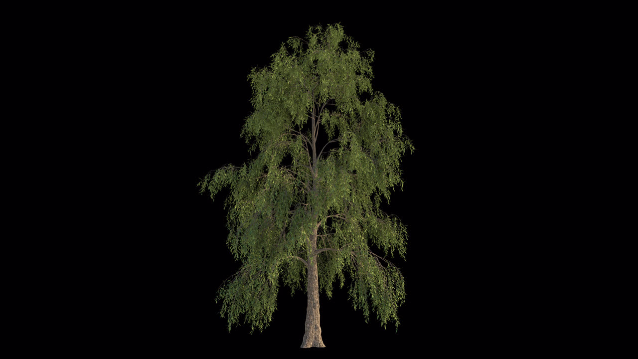 Albero isolato con foglie verdi che ondeggiano al vento