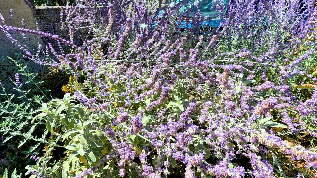 활기찬 꽃들 사이에서 상호 작용하는 벌과 콜리버드