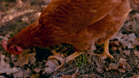 chicken pecking in slow motion