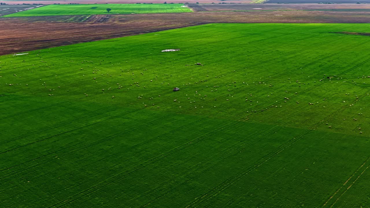 Vast green field captured from above, showcasing nature's beauty