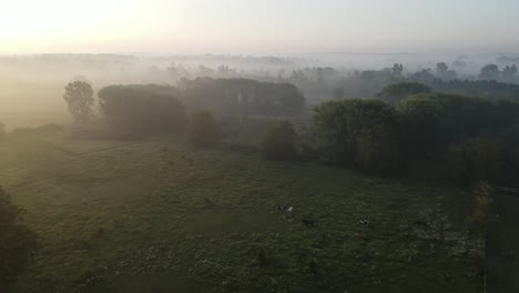 Campo-De-Niebla-Con-Caballos-En-La-Mañana-Soleada,-Michigan,-EE.UU.