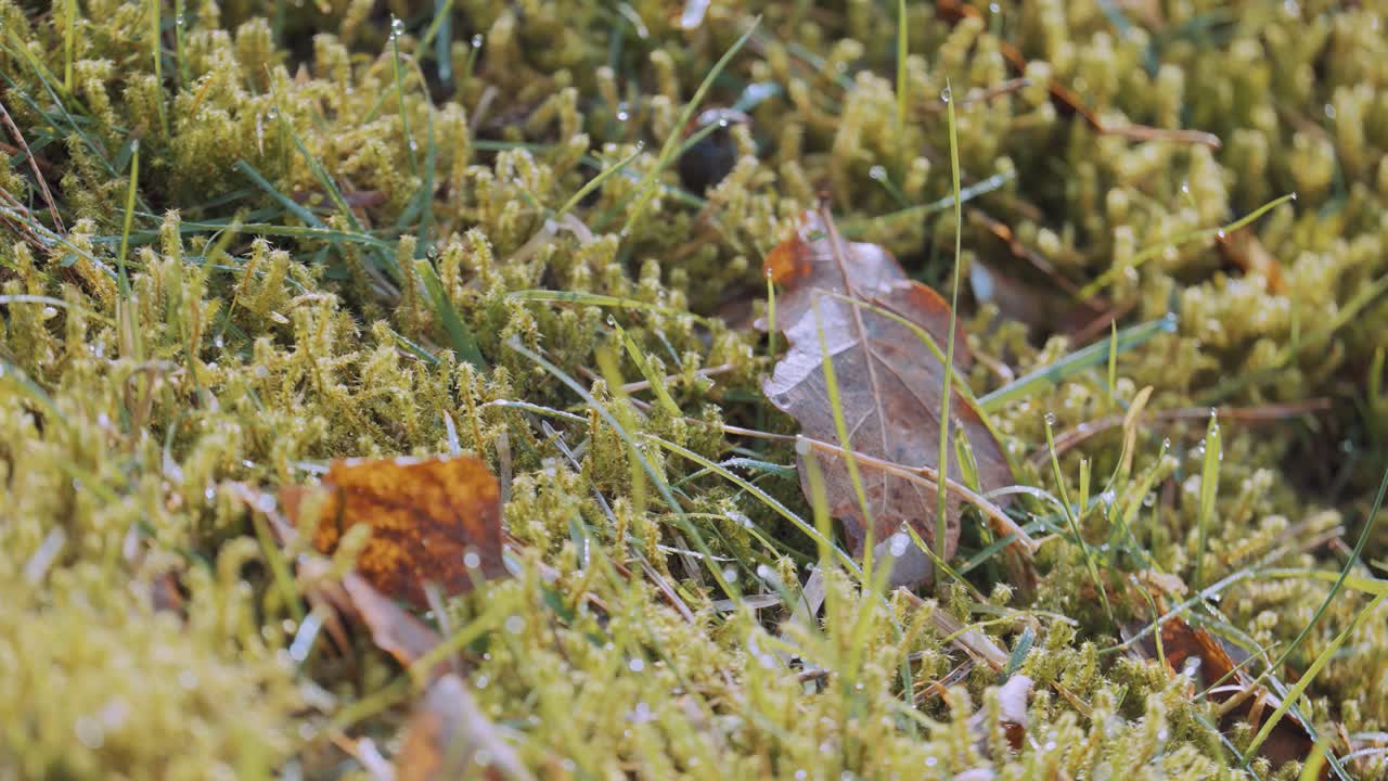 땅에 갈색 잎이 있는 녹색 이끼 풀의 매크로