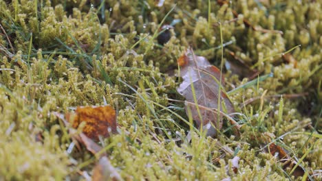 macro close up of green lichen grass with brown leaves on ground