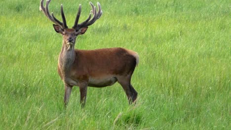 Neugieriger-Hirschbock-Auf-Einer-Wiese