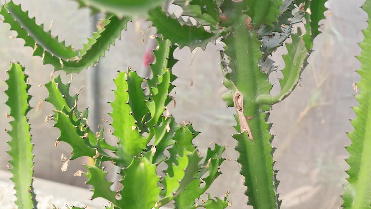 primer plano de las plantas de cactus en el mercado de bangkok