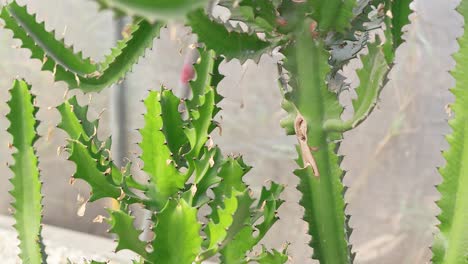 close-up of cactus plants in bangkok market