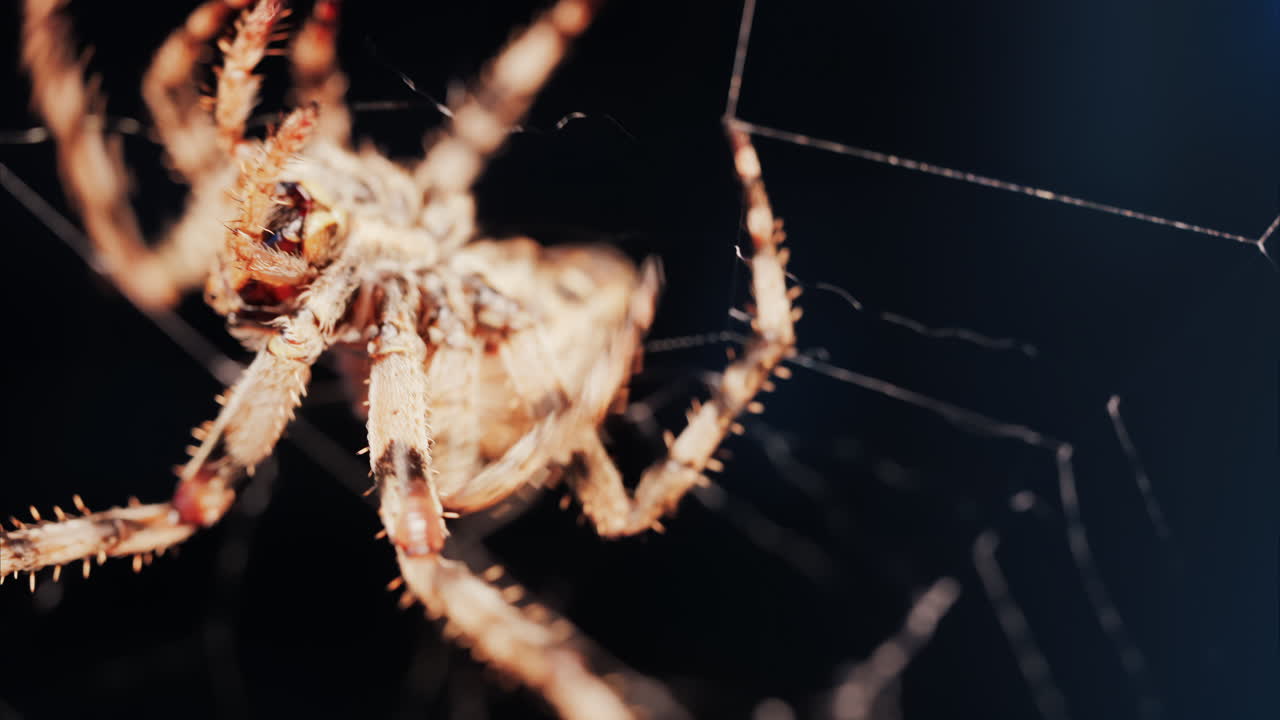 Close up of a spider sitting in its web, showing intricate details of its body and fine silk threads