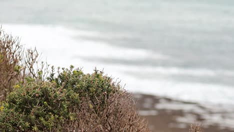 waves hitting the shore near coastal vegetation