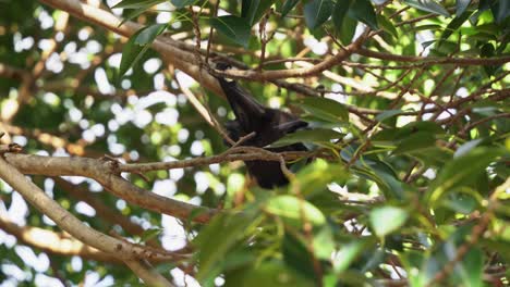 Kamera,-Die-Durch-Grünes-Laub-Späht,-Exotische-Wildfruchtfledermäuse-Einfängt,-Sich-Bewegende-Bewegung-Des-Schwarzen-Flughundes,-über-Den-Baum-Geht-Und-Seine-Krallen-Verwendet,-Um-Zweige-Unter-Sonnenlicht-Zu-Greifen,-Selektive-Nahaufnahme