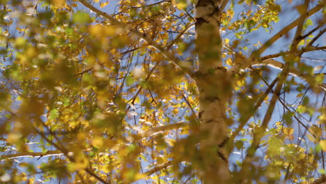 Schöner-Herbstlaub-Birke-Sonniger-Tag.-Gelbe-Blätter-Hängen-Beim-Brunch.