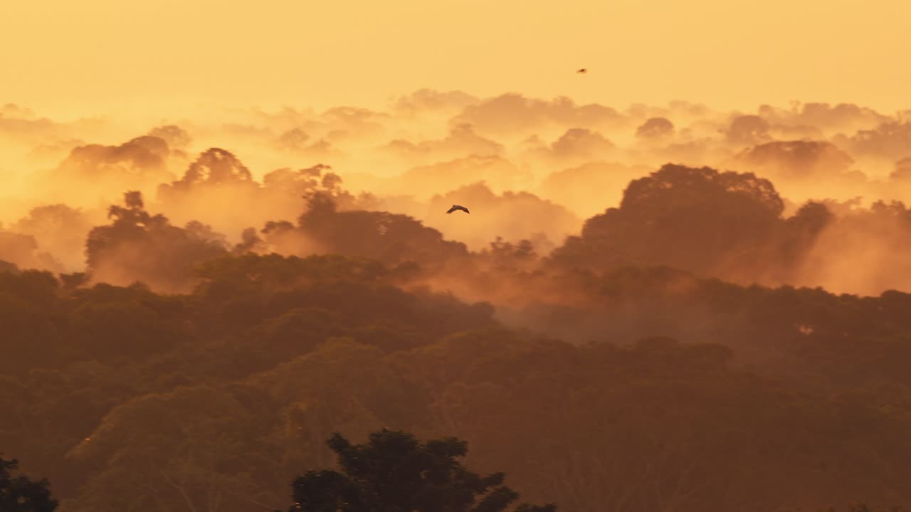 In Peru’s Amazon, parrots fly over a fog-laced canopy as twilight paints the forest in soft hues.