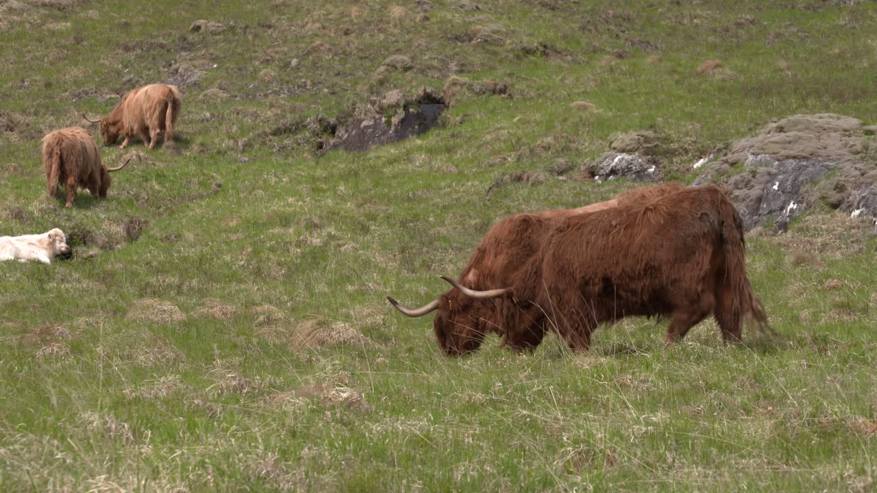 vacas de las tierras altas pastando en highland glen, escocia