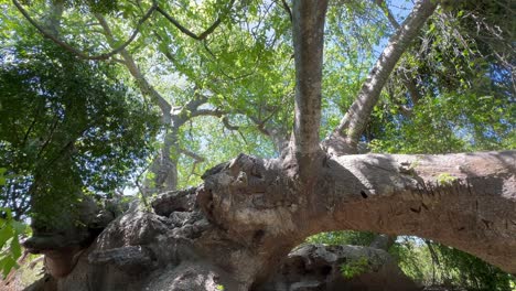 hundreds years ago fallen down ancient baobab tree on kwale island. zanzibar, tanzania.
