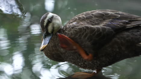 Pato-De-Pico-Oriental-En-Agua-Dulce-Rascándose-La-Cara-En-Saitama,-Japón