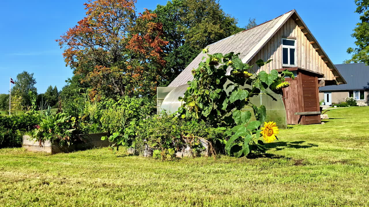 светло-коричневый деревянный дом в латвии с большими подсолнечниками в саду с зеленой травой и голубым небом