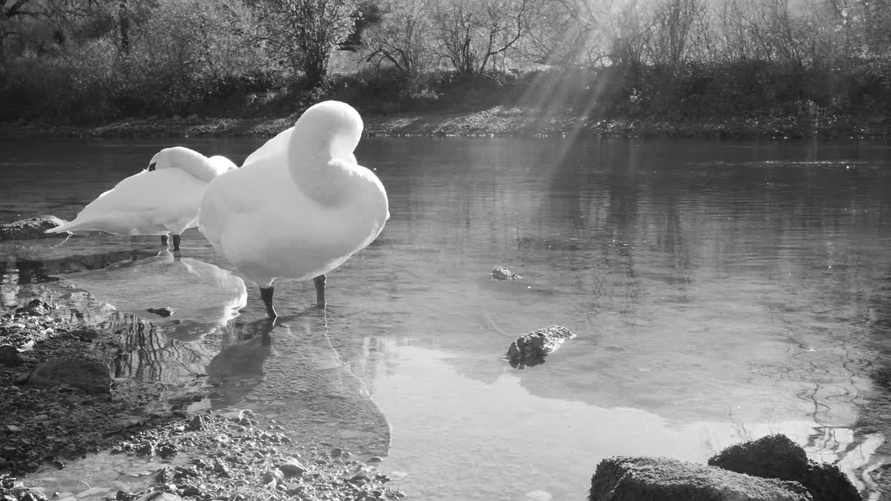 изящные лебеди мирно блуждают по спокойному берегу озера в валенсе, швейцария