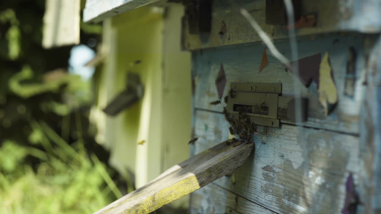 벌집 근처에서 날아다니는 벌