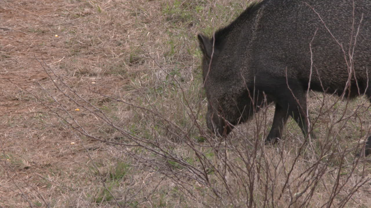 Javelina in a field