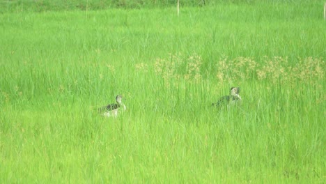 un par de patos de pico o sarkidiornis melanotos moviéndose a través de la hierba larga en una tierra agrícola del norte de la india