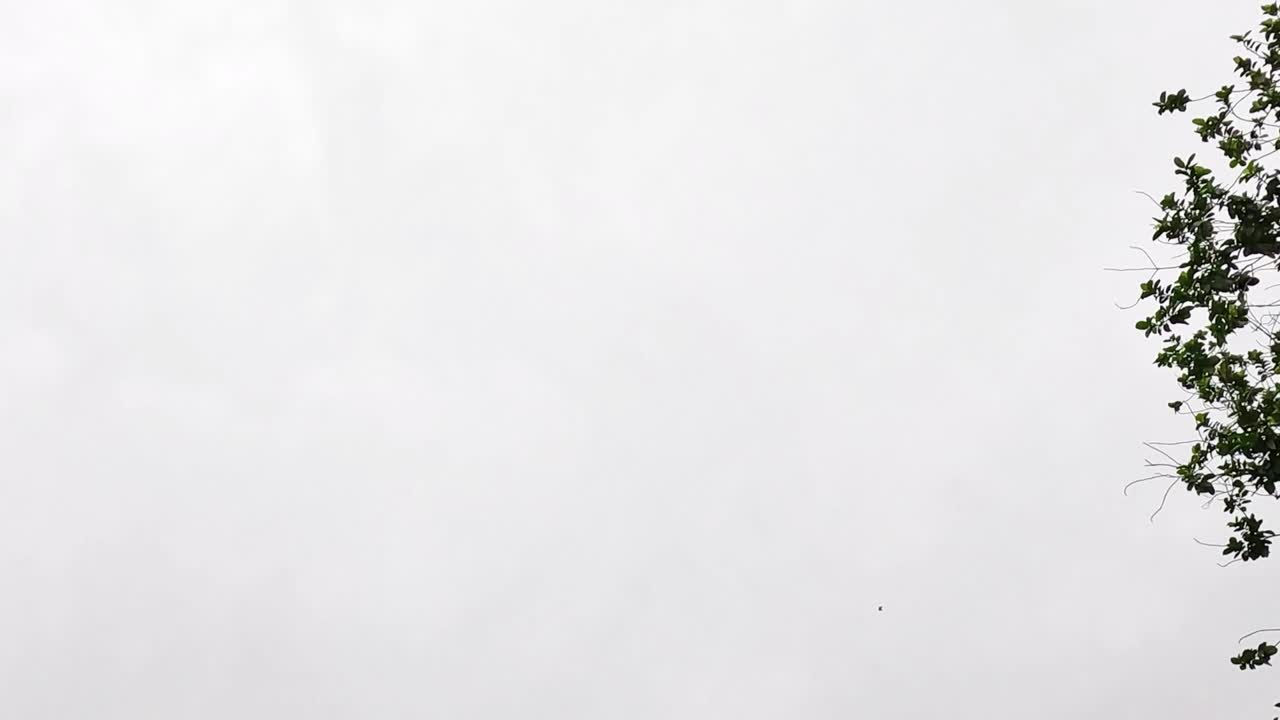 A few branches with leaves appear on the edge of a vast, overcast sky.