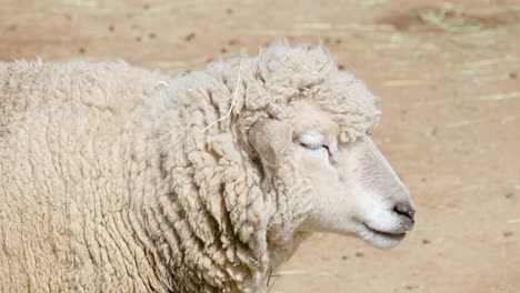 Entzückende-Wollschafe,-Die-Direkt-In-Die-Kamera-Starren---Nahaufnahme