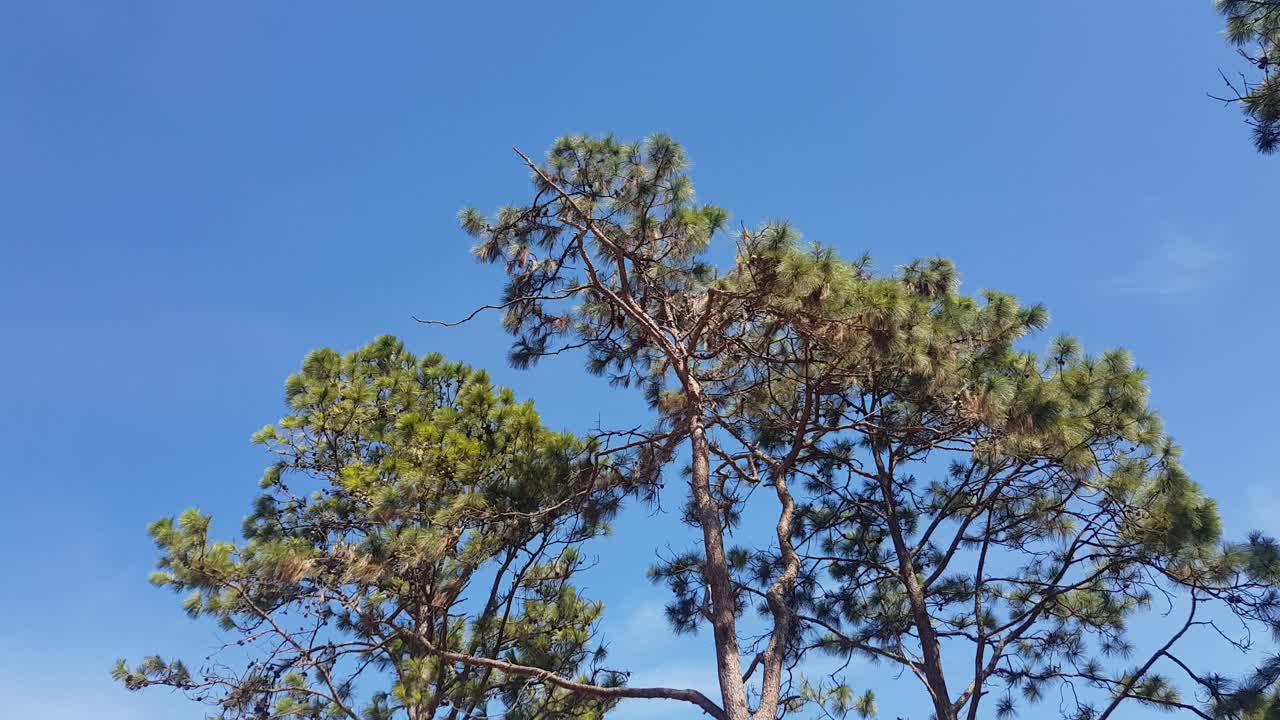 바람의 힘에 흔들리는 나무 꼭대기