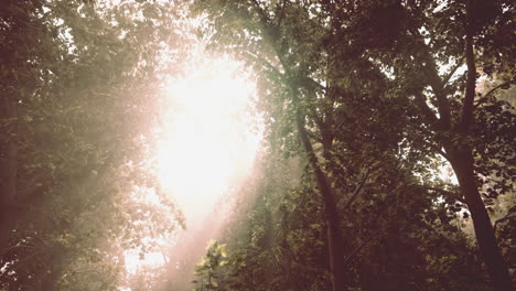 sunlight filtering through a dense forest canopy