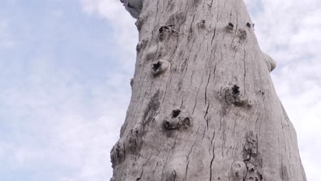 zmarł stary pień drzewa z dziewczyną dotykającą jego kory - park narodowy naree budjong djara, wyspa north stradbroke, qld australia