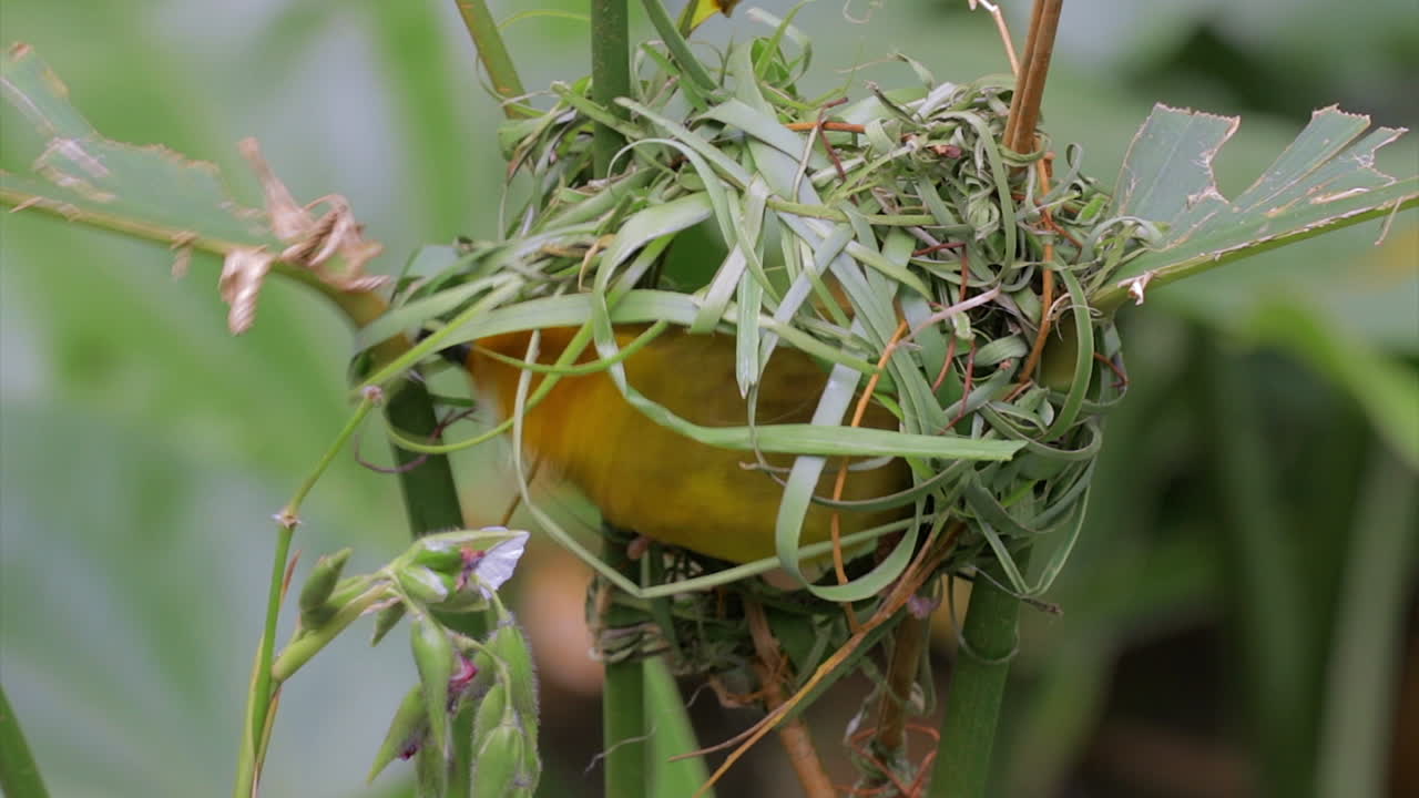 바야 위버 버드 빌딩 둥지 1