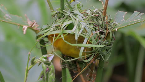 Baya-Webervogel-Nestbau-1