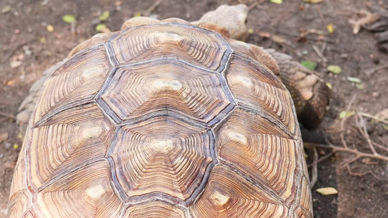 Sulcata tortoise moving on dirt ground