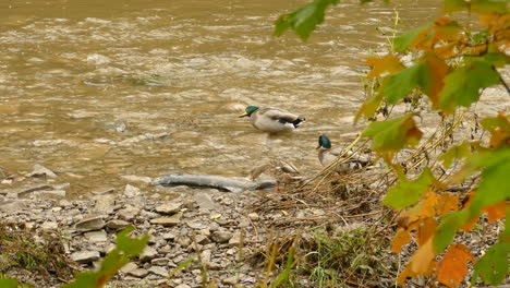 Ánades-Reales-Machos-En-La-Montaña-Del-Río-Durante-El-Otoño