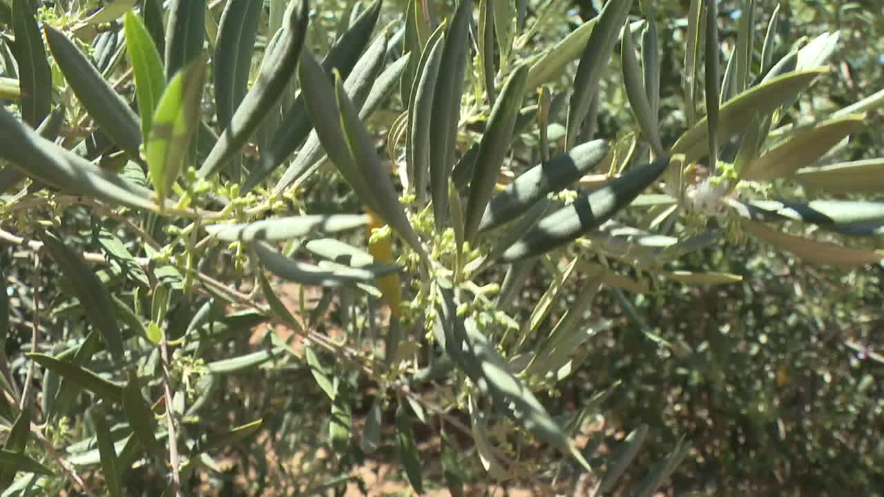 ramas y hojas de olivo