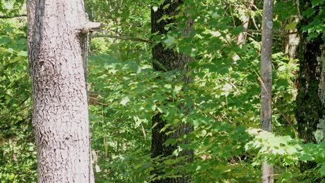 Trees-in-the-summer-sun-with-pine-needles-falling