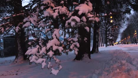 snowy winter evening in park