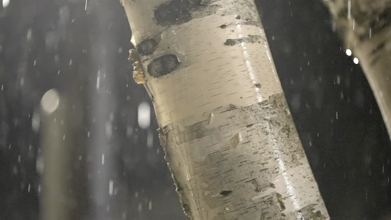 Scenic Night Rain on Trees in a Park, Slow Motion