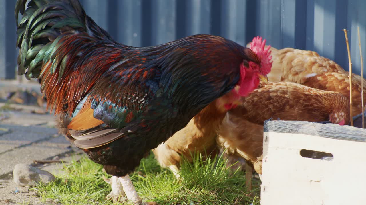 live poultry rooster and hens chickens birds pecking feeder