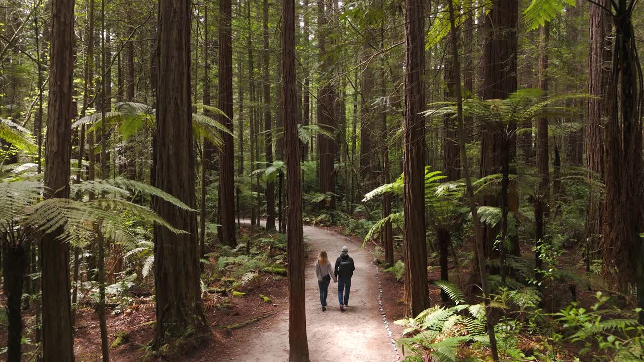Coppia su un sentiero nel bosco nella foresta di sequoie di Rotorua con alberi giganti e felci.