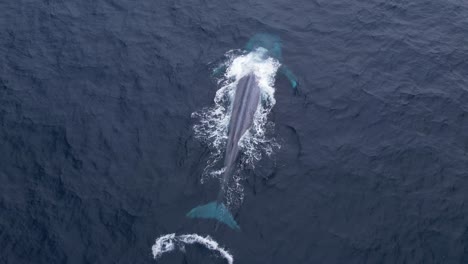 la ballena azul se desliza en las profundas aguas azules del océano pacífico frente a la costa de dana point en california.