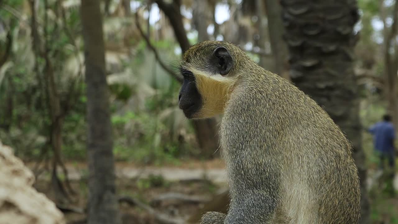 el mono verde sabaeus sentado en un nido de termitas en el bosque natural de áfrica occidental