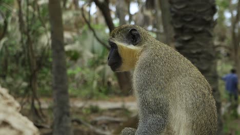 The-green-Sabaeus-monkey-sitting-on-a-termite-nest-in-West-African-natural-forest