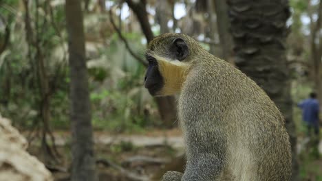el mono verde sabaeus sentado en un nido de termitas en el bosque natural de áfrica occidental