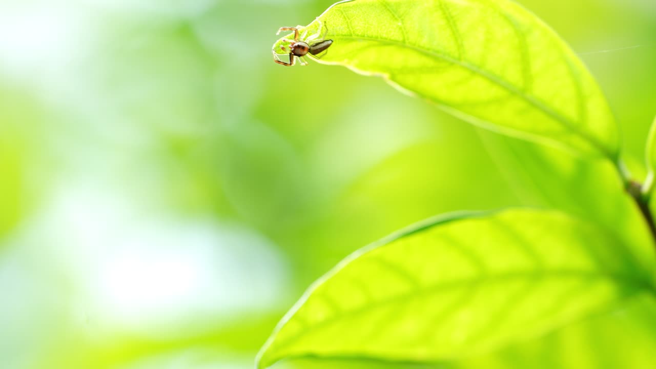 거미는 흐릿한 자연 배경으로 초록색 잎에 거미줄을 고, 녹색 잎의 가지에는 거미줄이 흐릿한 식물 배경에 있습니다.