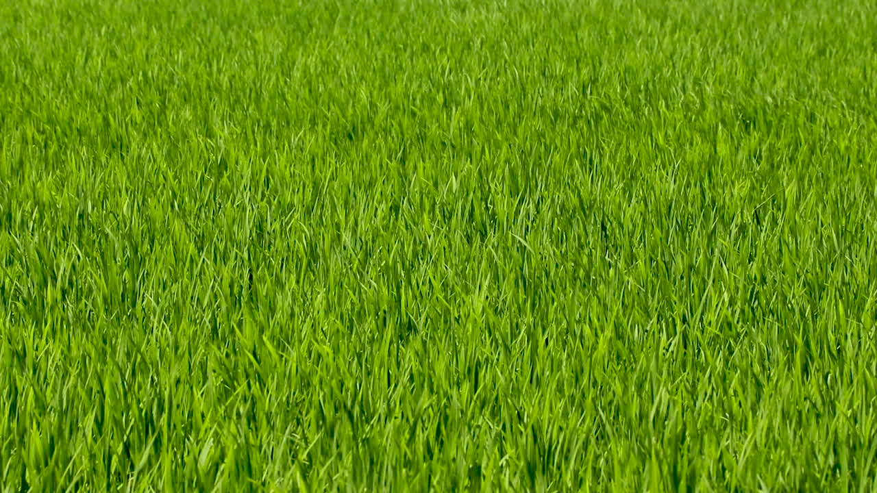imágenes de fondo de arroz verde rico orgánico moviéndose lentamente en viento suave