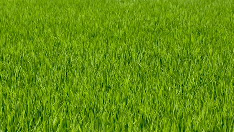 imágenes de fondo de arroz verde rico orgánico moviéndose lentamente en viento suave
