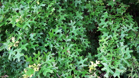 hojas de roble verde brillante que soplan en el viento